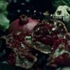 hannibal-11