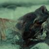 hannibal-13
