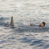 "Sharknerdo" -- Team Scorpion\'s job to find sunken treasure goes awry when Walter and Paige\'s boat explodes, leaving them lost in the middle of the Pacific Ocean surrounded by sharks, on SCORPION, Monday, Feb. 6 (10:00-11:00 PM, ET/PT) on the CBS Television Network. Pictured: Elyes Gabel.   Photo: Monty Brinton/CBS ÃÂ©2016 CBS Broadcasting, Inc. All Rights Reserved