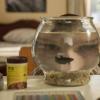 "A Dog, a Squirrel, and a Fish Named Fish" - Pictured: Sheldon (Iain Armitage). A battle erupts between the Coopers and Sparks when the Sparks\' new dog terrorizes Sheldon, on YOUNG SHELDON, Thursday, April 26 (8:31-9:01 PM, ET/PT) on the CBS Television Network. Photo: Screen Grab/Warner Bros. Entertainment Inc. ÃÂ© 2018 WBEI. All rights reserved.