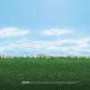 weeds-weeds-271309_1024_768-1-