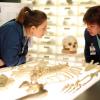 BONES:  Brennan (Emily Deschanel, L) and Zack  (guest star Eric Millegan, R) examine the skull of a murder victim when the Jeffersonian team works on their first case with the FBI in the milestone 100th episode of BONES, which takes viewers back in time six years.  The BONES 100th episode &quot;The Parts in the Sum of the Whole&quot; airs Thursday, April 8 (8:00-9:00 PM ET/PT) on FOX.  &#xa9;2010 Fox Broadcasting Co.  Cr:  Greg Gayne/FOX