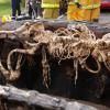 The bones melted into the dashboard of the charred truck.