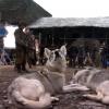gameofthrones_behindthescenes01_screencap31
