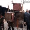 horse_510[1]