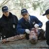 "16 Years" -- The NCIS murder case of a retired Navy Lieutenant Commander forces Ducky to reveal his participation in a secret society that solves cold cases, on NCIS, Tuesday, Nov. 3 (8:00-9:00 PM, ET/PT), on the CBS Television Network. Pictured left to right: Mark Harmon, Brian Dietzen, Emily Wickersham and David McCallum Photo: Robert Voets/CBS ÃÂ©2015 CBS Broadcasting, Inc. All Rights Reserved