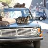 NEW GIRL:  Jess (Zooey Deschanel) finds the neighborhood cats sleeping on her car in the &quot;Parking Spot&quot; episode of NEW GIRL airing Tuesday, Feb. 19 (9:00-9:30 PM ET/PT) on FOX. &#xa9;2013 Fox Broadcasting Co.  Cr: Greg Gayne/FOX