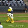 psych-s-santa-barbara-seabirds-mascot-sammy-in-nat-bailey-stadium-in-vancouver-by-susan-gittins