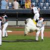 santa-barbara-seabirds-mascot-stunt-double-filming-psych-in-nat-bailey-stadium-in-vancouver-by-susan