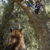 RAISING HOPE: Jimmy (Lucas Neff, L) and Sabrina (Shannon Woodward, R) are trapped by a bear in the all-new &quot;If a Ham Falls in the Woods&quot; episode of RAISING HOPE airing Tuesday, Oct. 23 (8:00-8:30 PM ET/PT) on FOX. &#xa9;2012 Fox Broadcasting Co. CR: Greg Gayne/FOX
