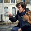 sherlock_cumberbatch-large_trans++4GoSUj5tx--cOXjJHDSbw2VLDaeaWzlxIQpTU2T6YjQ